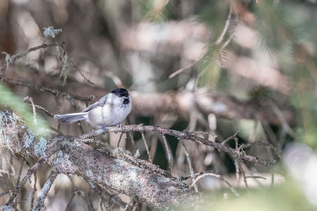 Cincia alpestre (Poecile montanus)